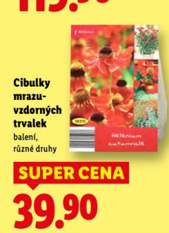 CIBULKY MRAZUVZODRNÝCH TRVALEK