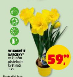 VELKOKV�T� NARCISKY