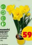 VELKOKV�T� NARCISKY
