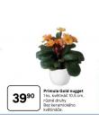 PRIMULA GOLD NUGGET