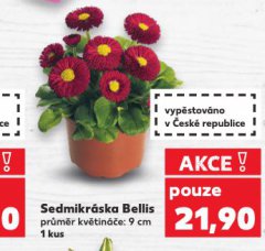 SEDMIKR�SKA BELLIS