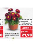 SEDMIKR�SKA BELLIS