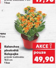 KALANCHOE PLNOKV�T� KOLOPEJKA