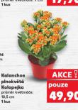 KALANCHOE PLNOKV�T� KOLOPEJKA