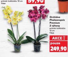 ORCHIDEA PHALAENOPSIS