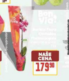 ORCHIDEA - PHALAENOPSIS