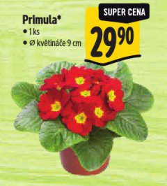 PRIMULA