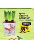 HYACINTY V ZINKOV�M KV�TIN��I