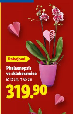 ORCHIDEA - PHALAENOPSIS