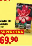 CIBULKY LILI� EXKLUSIV