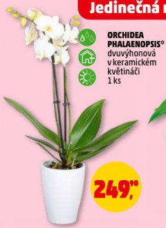 ORCHIDEA PHALAENOPSIS