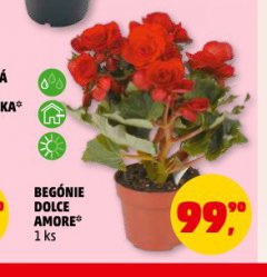 BEG�NIE DOLCE AMORE