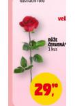 RŮŽE ČERVENÁ