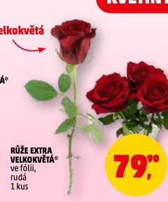 RŮŽE EXTRA VELKOKVĚTÁ