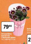 CHRYZANT�MY SPECIAL MIX V D�RKOV�M BALEN�