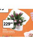 KYTICDE PREMIUM TULIP�N�