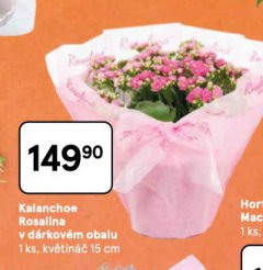 KALANCHOE ROSALINA