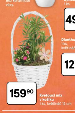 KVETOUCÍ MIX V KOŠÍKU