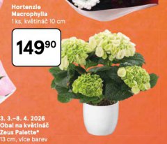 HORTENZIE MACROPHYLIA