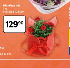 DIANTHUS MIX