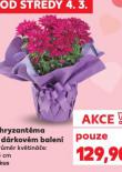 CHRYZANT�MA V D�RKOV�M BALEN�