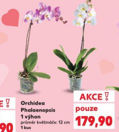 ORCHIDEA PHALAENOPSIS