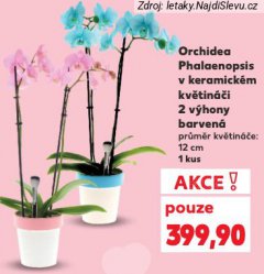 ORCHIDEA PHALAENOPSIS