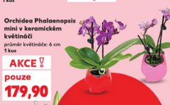 ORCHIDEA PHALAENOPSIS
