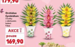 ORCHIDEA CYMBIDIUM