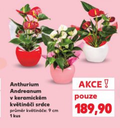 ANTHURIUM ANDREANUM