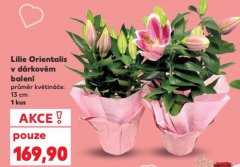 LILIE ORIENTALIS
