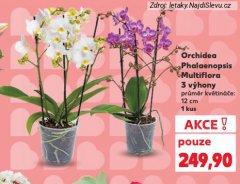 ORCHIDEA PHALAENOPSIS