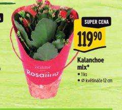 KALANCHOE MIX