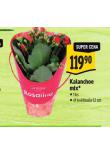 KALANCHOE MIX