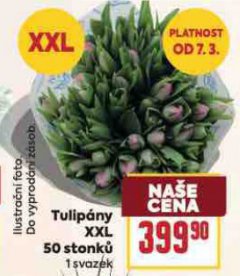 TULIP�NY