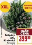 TULIP�NY