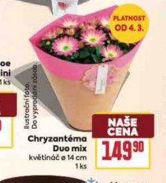 CHRYZANT�MA DUO MIX