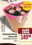 CHRYZANT�MA DUO MIX