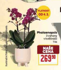PHALAENOPSIS