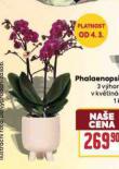 PHALAENOPSIS