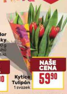 KYTICE TULIP�N