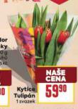 KYTICE TULIP�N