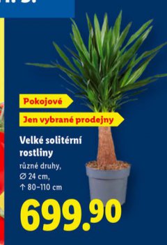 VELK� SOLIT�RN� ROSTLINY