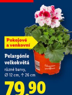 PELARG�NIE VELKOKV�T�