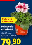 PELARG�NIE VELKOKV�T�