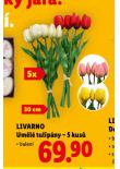 UM�L� TULIP�NY