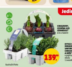 CESM�NA ILEX LEVANDULE