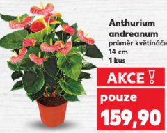 ANTHURIUM ANDREANUM