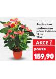 ANTHURIUM ANDREANUM