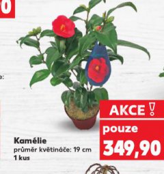 KAMÉLIE